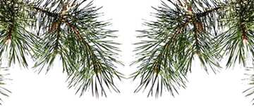 FX №89529 Symetric  Pine branch background