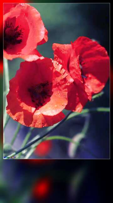 FX №89448 Bouquet of poppies frame