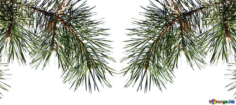Symetric  Pine branch background №38544