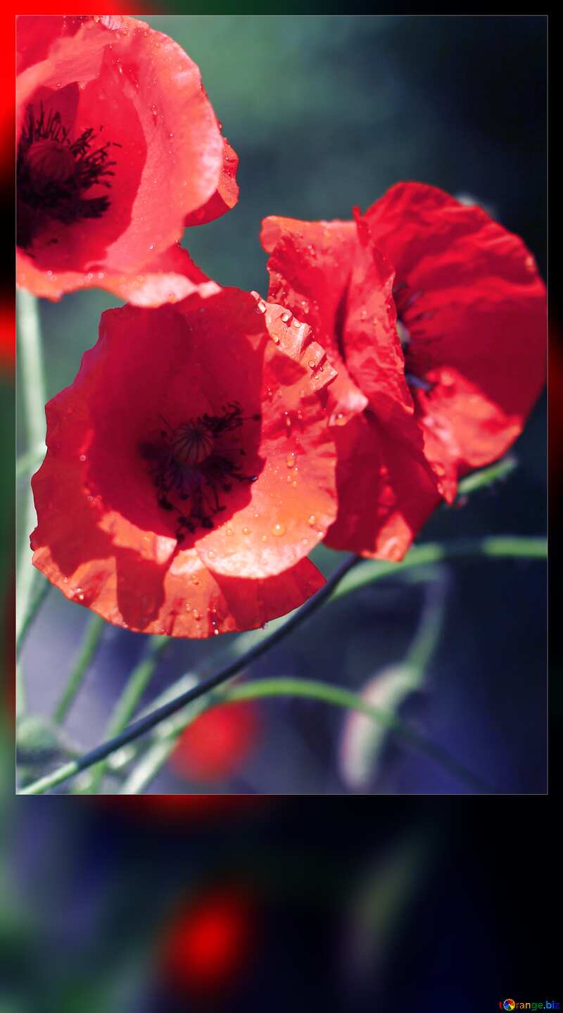 Bouquet of poppies frame №37109