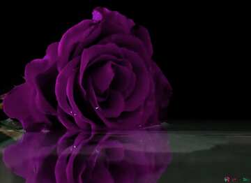 FX №9978 Colore viola. Rose di riflessione.