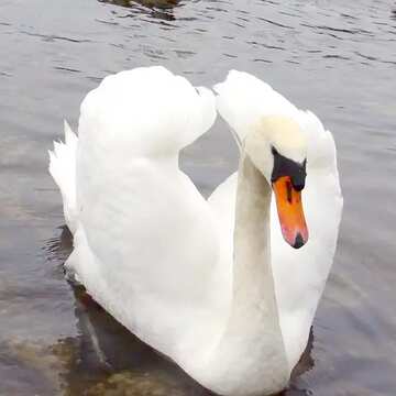 FX №9045 White Swan