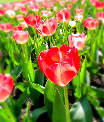 FX №9136 Tulips frame