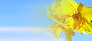 FX №9401 Yellow daffodils flower banner background