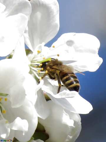 FX №9285 flower and bee