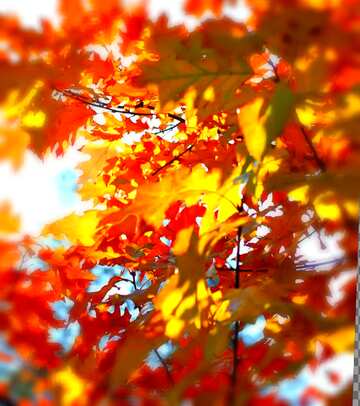 FX №9314 Beautiful autumn leaves blur frame