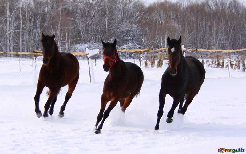 chevaux dans la neige №3982