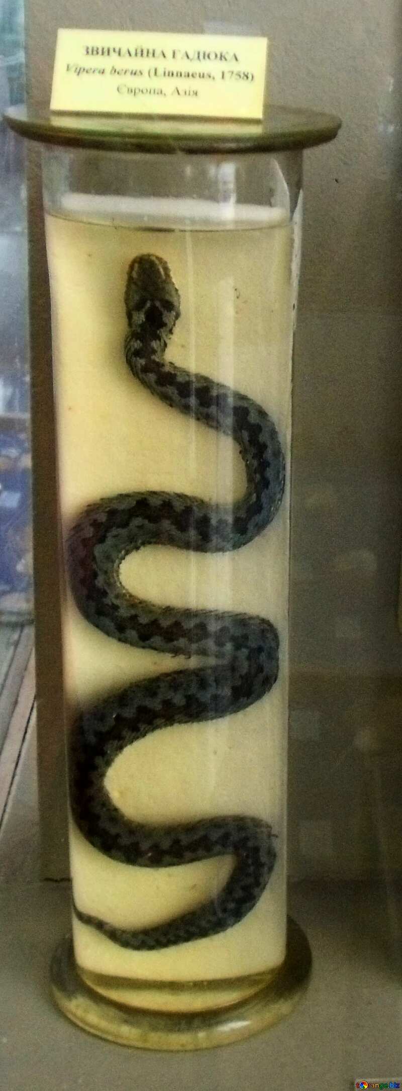 Poisonous snake European №21321
