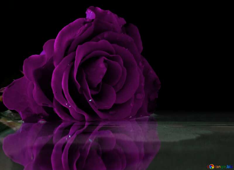 Colore viola. Rose di riflessione. №16917