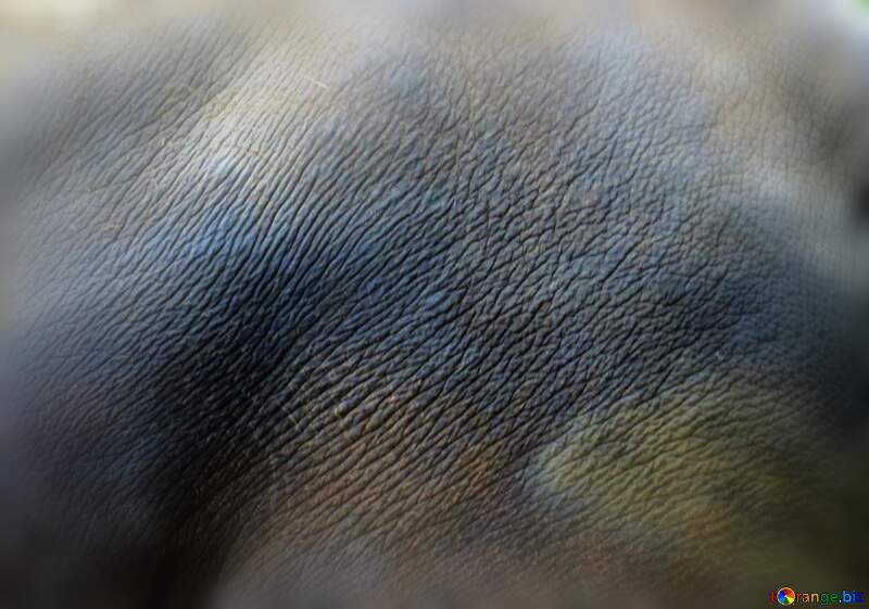 elephant skin texture №45089