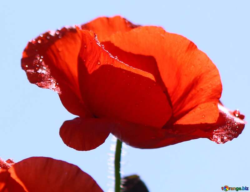  poppy red flower №37116