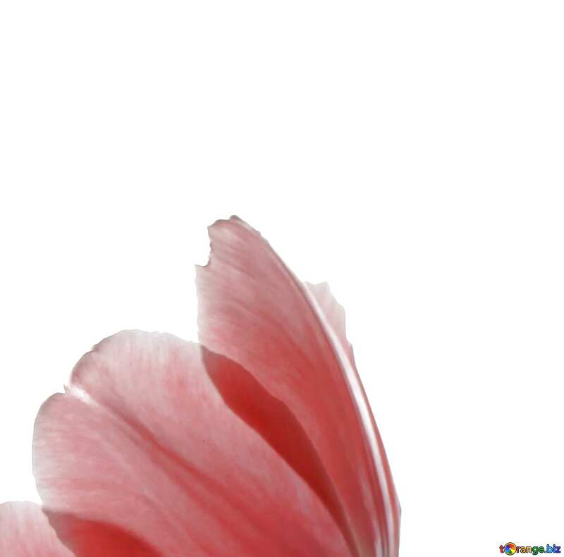 Image avec espace pour le texte. Tulipe Bouquet. №882