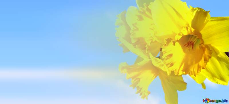 Yellow daffodils flower banner background №30914