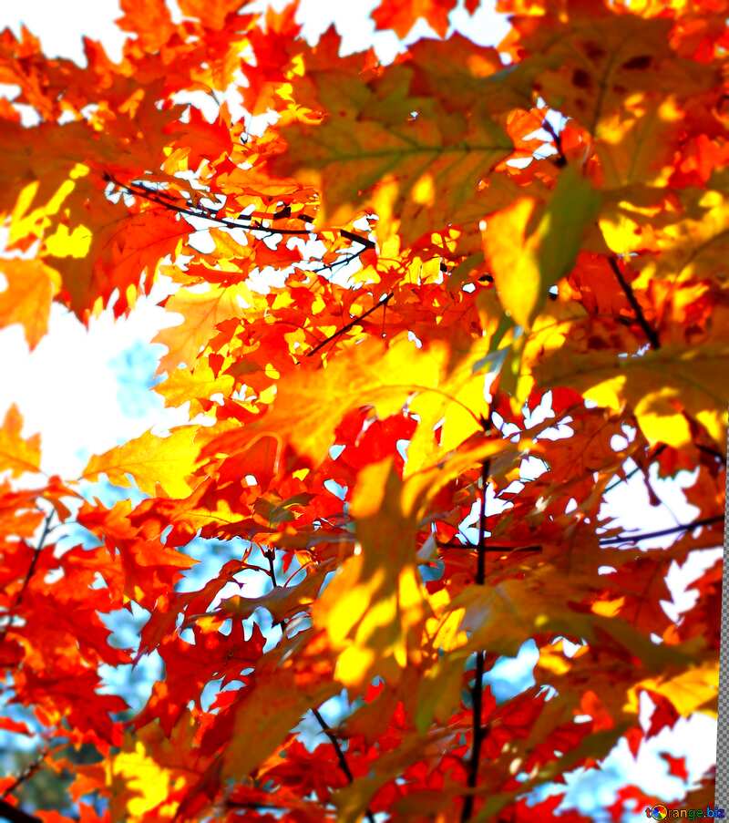 Beautiful autumn leaves blur frame №38542