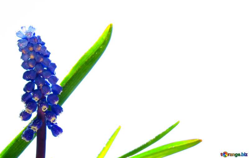 青い花と緑の葉肉のある植物 №29650