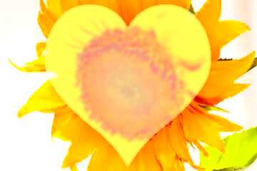 FX №90940 sunflower love heart
