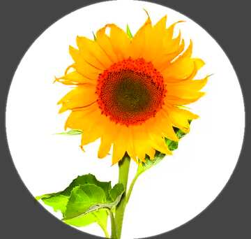 FX №90232  Sunflower infographic