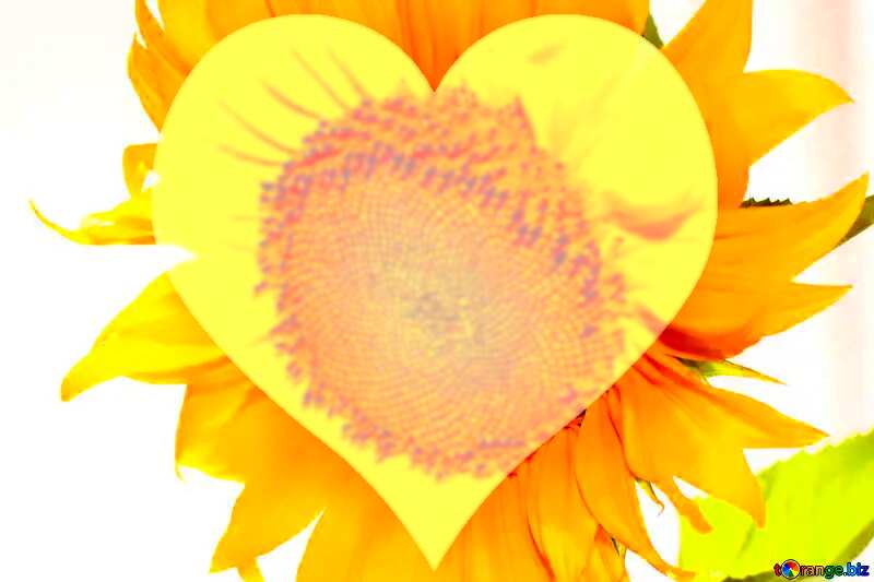 sunflower love heart №32764