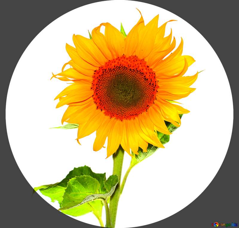  Sunflower infographic №32780