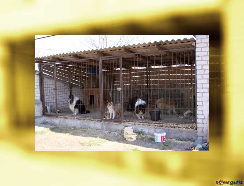 animals behind bars №1199