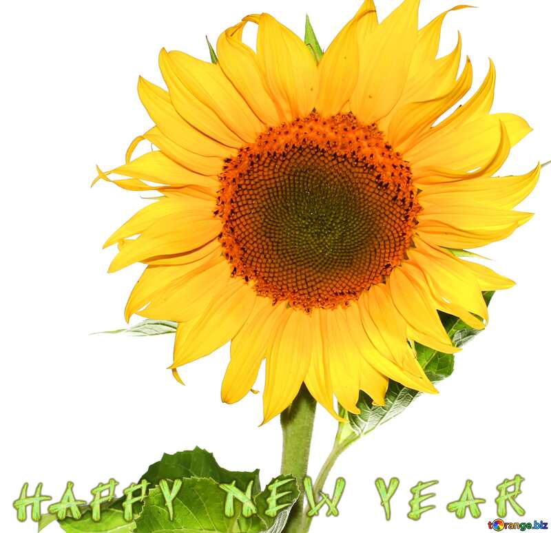 Sunflower happy new year №32780