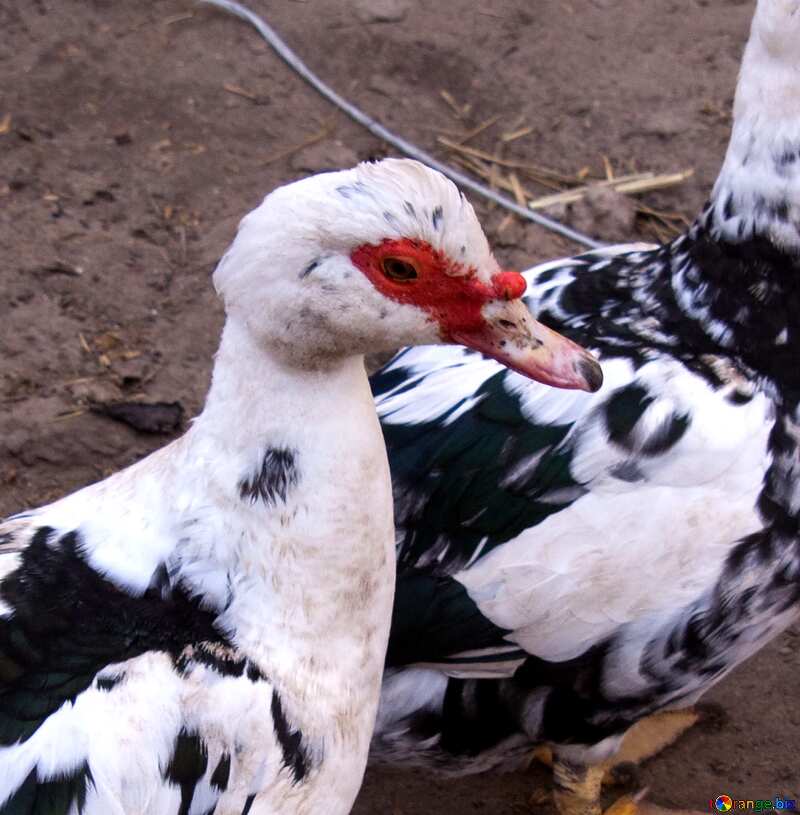 farm ducks №7614