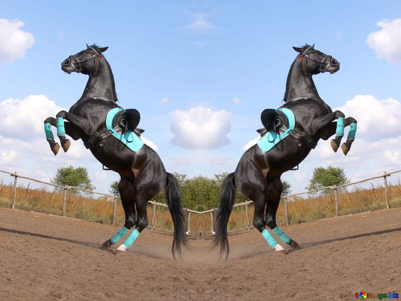  outdoor horse tack equestrian sport standing jumping stallion horse trainer background №2540