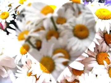 FX №92489 large heart and flowers love background daisies