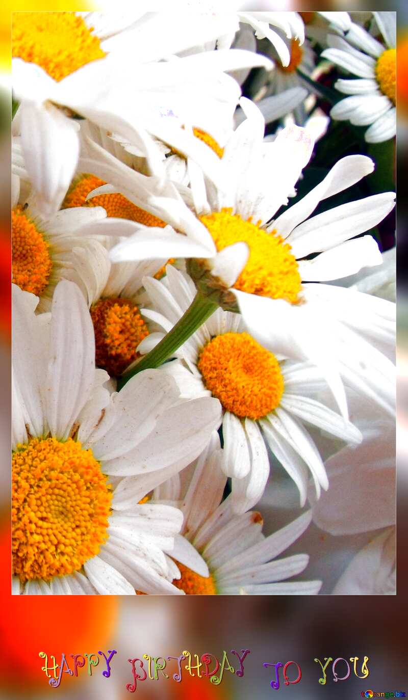 Bouquet  large  daisies. happy birthday card №9753