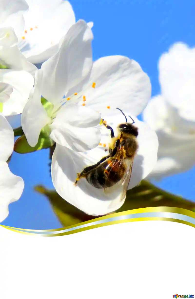  Bee on  flower blank card №24430