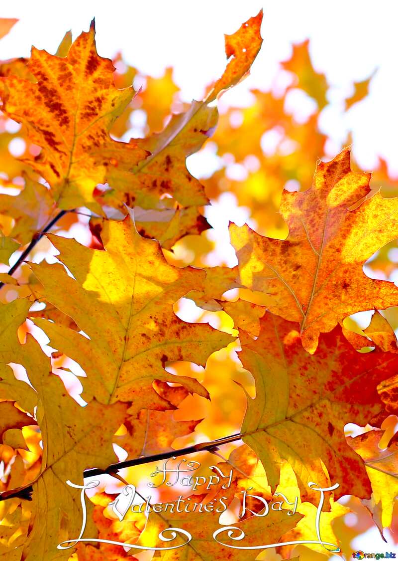 Orange autumn  leaves on tree №38538