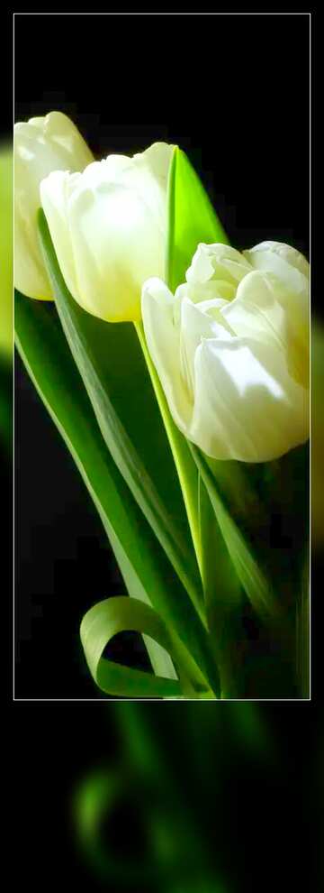 FX №95932 Tulips bouquet black background blank card