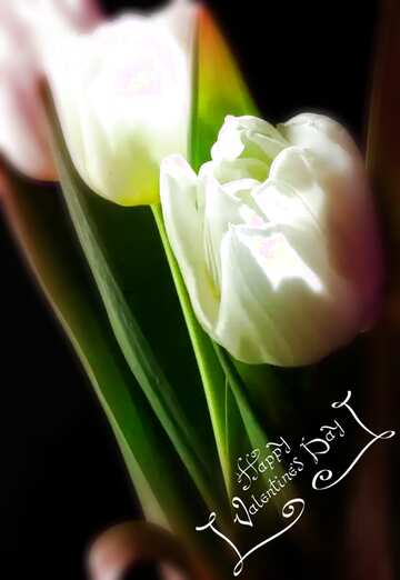 FX №95740 white flower on black background valentines day