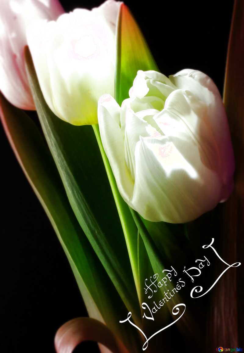 white flower on black background valentines day №46273