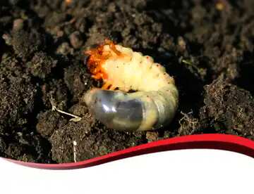 FX №96676  beetle larva