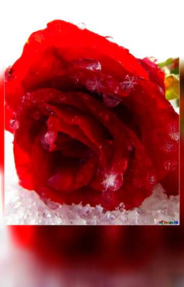 FX №96638 Rose flower in the snow blank motivations card
