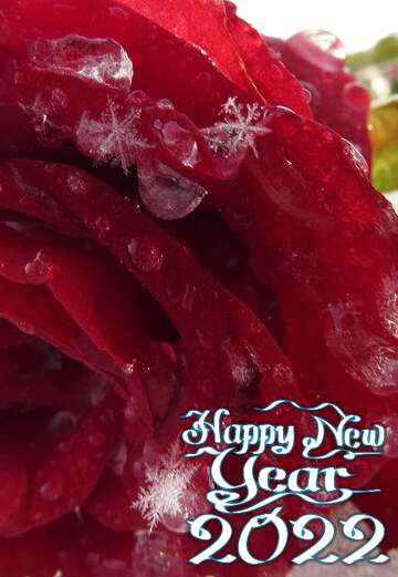 FX №96889 Happy New years card with rose flower