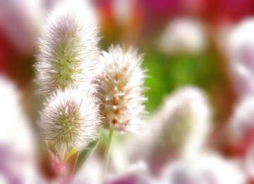 FX №96133 A weed with fluffy flowers blur frame