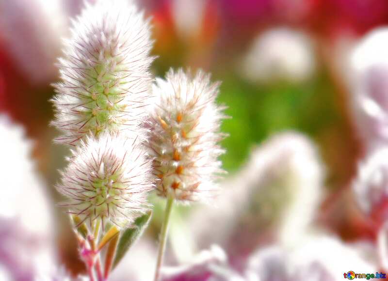 A weed with fluffy flowers blur frame №34359